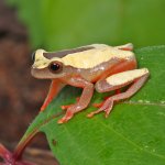 ug_Triangle_Tree_Frog_2.jpg