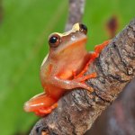 ug_Triangle_Tree_Frog_3.jpg