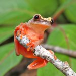 ug_Triangle_Tree_Frog_4.jpg