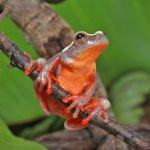 ug_Patternless_Triangle_Tree_Frog_2.jpg