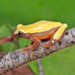 ug_Patternless_Triangle_Tree_Frog_3.jpg