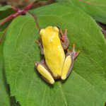 ug_Patternless_Triangle_Tree_Frog_4.jpg