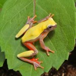 ug_Patternless_Triangle_Tree_Frog_1.jpg