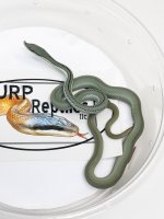 APC_2362.jpeg