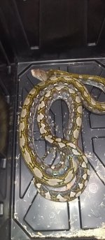 retic.jpeg