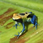 ug_patricia_dart_frog_2.jpg