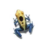 ug_patricia_dart_frog_3.jpg