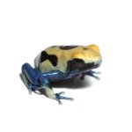 ug_patricia_dart_frog_4.jpg