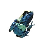 ug_patricia_dart_frog_5.jpg