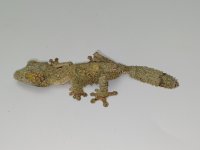 IMG_3986.jpeg