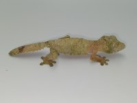 IMG_3985.jpeg