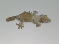 IMG_3983.jpeg