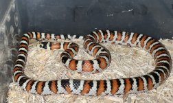 IMG_3801.jpeg