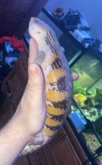 IMG_4287.jpeg