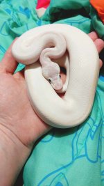 ghost4.jpg