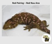 red nuu ana.jpeg