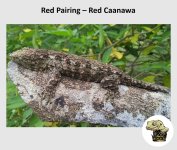 20240204174630.641-RedPairing-Sire-856x856h.jpeg