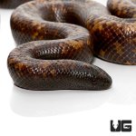 ug_calabar_python_1.jpg