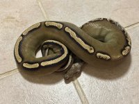 IMG_5030.jpeg