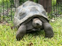 17%22 aldabra.jpg