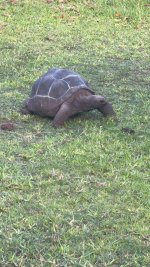 17%22 aldabra .jpg