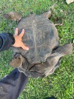 17%22 aldabra sale .jpg