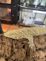 IMG_5592.jpeg
