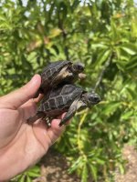 hatchling aldabs.jpg