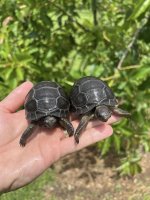 hatchling aldabs 1.jpg