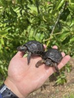 hatchling aldabs 2.jpg