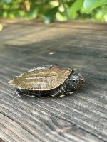 spengleri hatchling.jpg