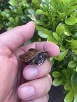 Spengleri hatchling 2.jpg