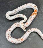 IMG_9870.jpg