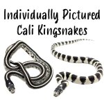 ILP_Cali_Kingsnakes_ILP_Cali_Kingsnakes-edbbc659.jpg