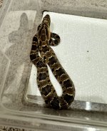 IMG_3866.jpeg