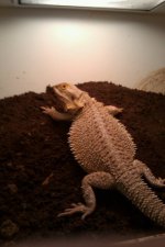 lucy 2011.jpg