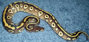 2010 mojave het hypo.jpg