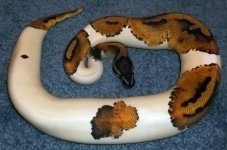 2010 pied male.jpg