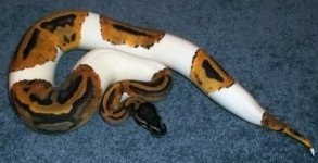 2010 female pied.jpg