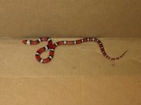 IMG_20110413_205116.jpg