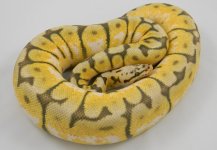 Killer Bee pic3.jpg