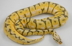 Killer Bee pi2.jpg
