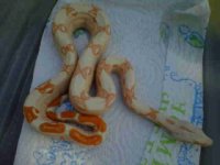 resized_Sunglow Female 66 het anery.jpg