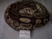 clutch#6 eggs alone (2).jpg