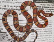 female 6A.jpg