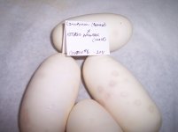clutch#6 eggs alone (1).jpg