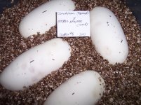clutch#6 eggs in vermiculite.jpg