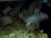 rats 001.jpg