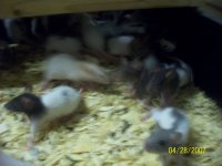 rats 002.jpg