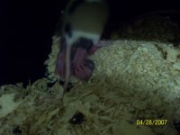rats 003.jpg